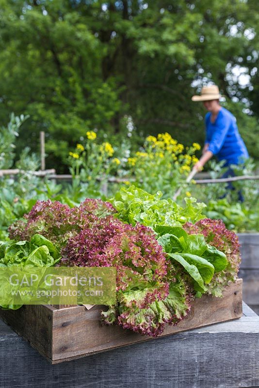 A trug containing a variety of harvested Lettuces, woman working in vegetable bed behind