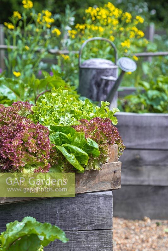 A trug containing a variety of harvested Lettuces, next to a raised vegetable bed