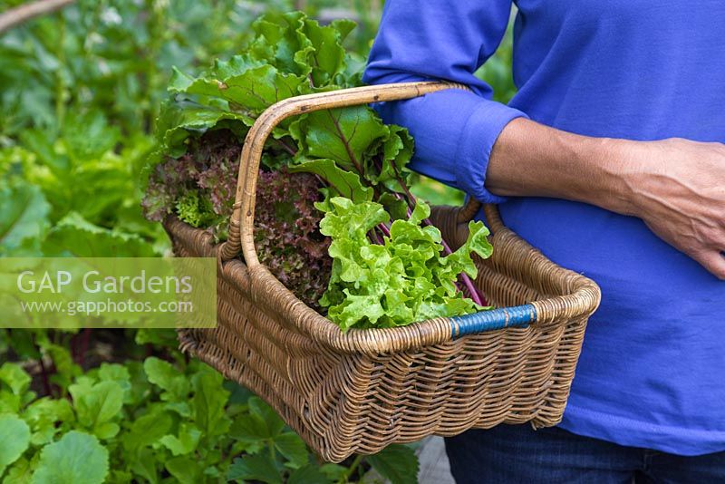 Woman carrying a wicker basket containg a variety of vegetables. Beetroot and Lettuce