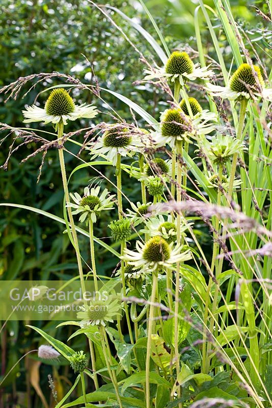 Echinacea 'Green Jewel' with Sorgastrum nutans