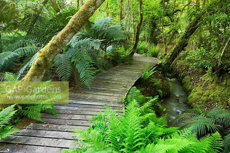 Wooden decking walkway through the woodland with stream. Tremenheere Sculpture Gardens, Cornwall 