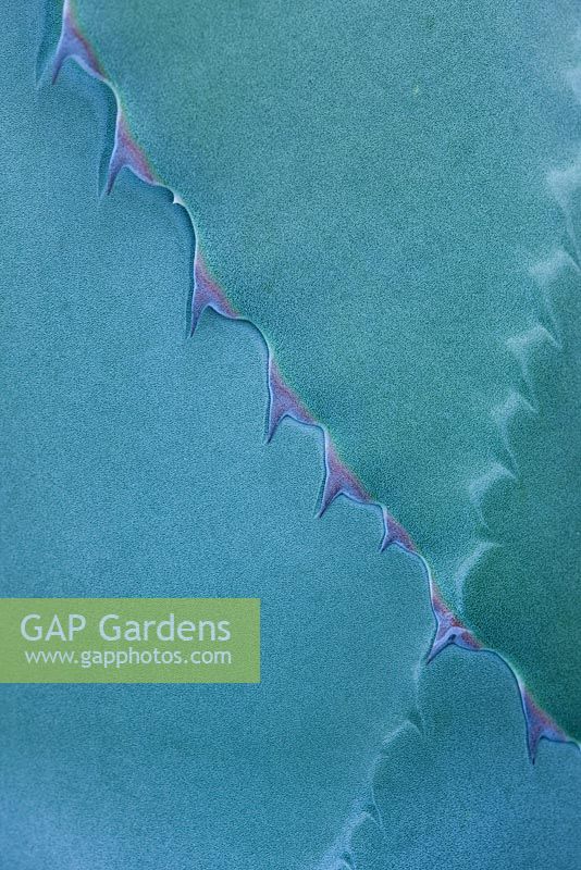 Detail of agave salmiana. Tremenheere Sculpture Gardens, Cornwall 