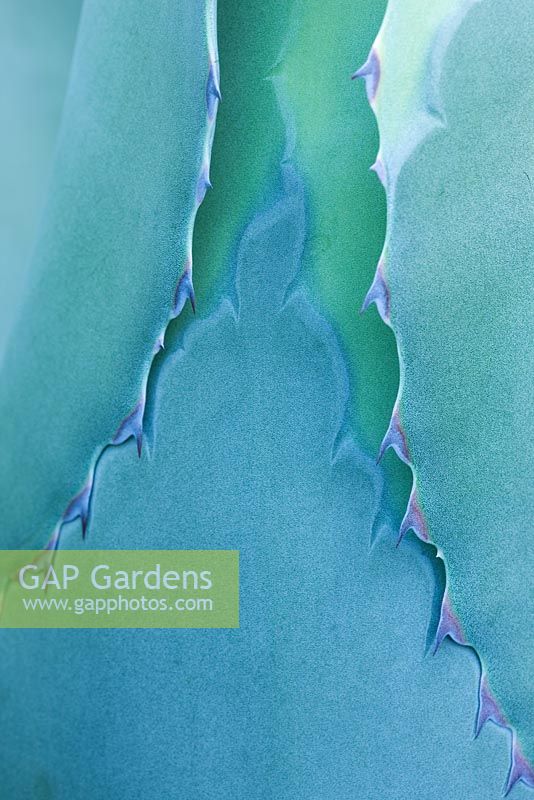 Detail of agave salmiana. Tremenheere Sculpture Gardens, Cornwall 