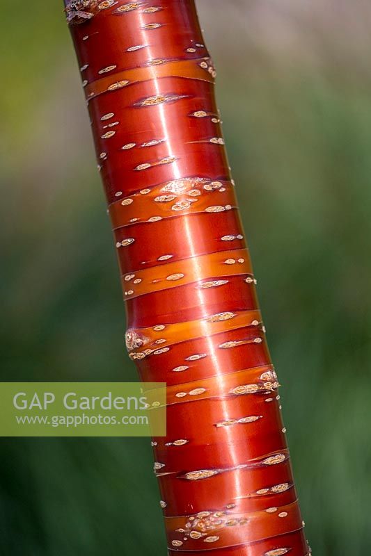 Prunus serrula - Bark detail