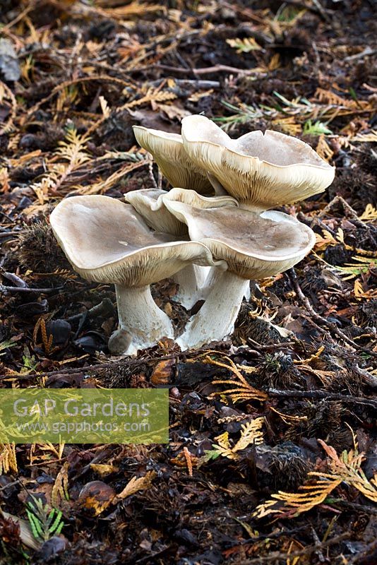 Clitocybe odoro - 'Aniseed toadstool' - Mature examples. Woodland adjacent to gardens at Burrswood Home, Kent.  October.