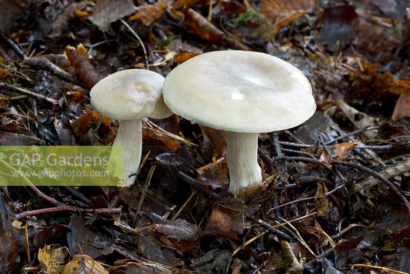 Clitocybe odoro - 'Aniseed toadstool' - Mature examples.   Woodland adjacent to gardens at Burrswood Home, Kent.  October.