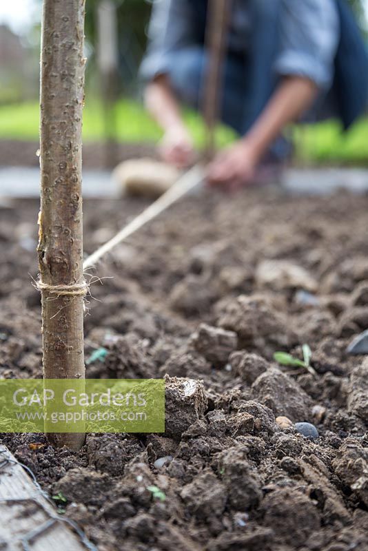 Securing string to two hazel stick stakes which acts as an accurate guide for sowing seeds