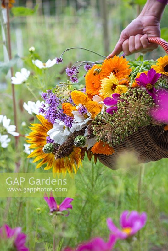 A woman holding a wicker basket of cut flowers from the cutting garden. Verbena bonariensis, Calendula officinalis, Allium seedheads and Cosmos