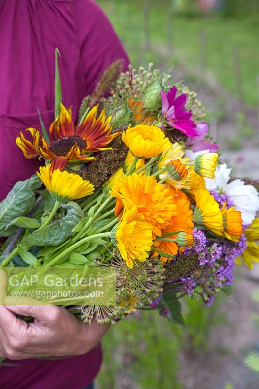 A woman holding a bundle of cut flowers from the cutting garden. Verbena bonariensis, Calendula officinalis, Allium seedheads and Cosmos