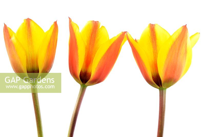 Tulipa 'Cape Cod' Greigii Group 