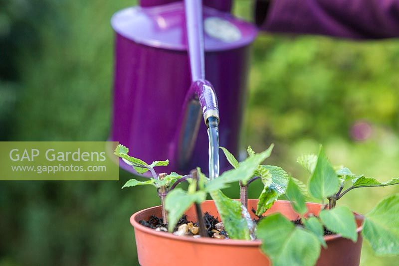 Watering softwood cuttings of Salvia 'Amistad'