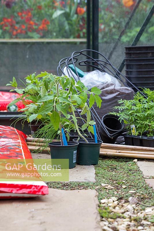 Ingredients required to plant out Tomato 'Marmande' into grow bags