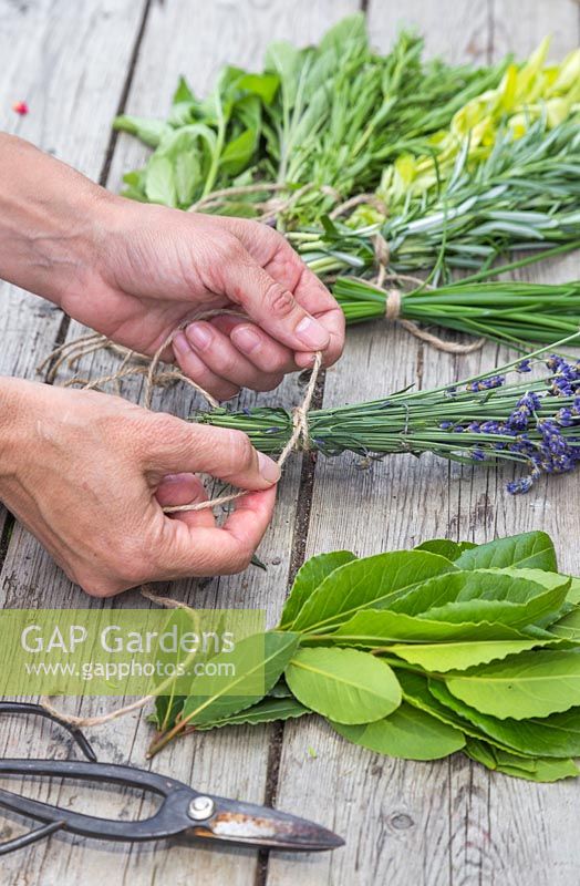 Preparing a selection of herbs ready for drying. Bay leaves, Lavender, Chives, Rosemary, Oregano