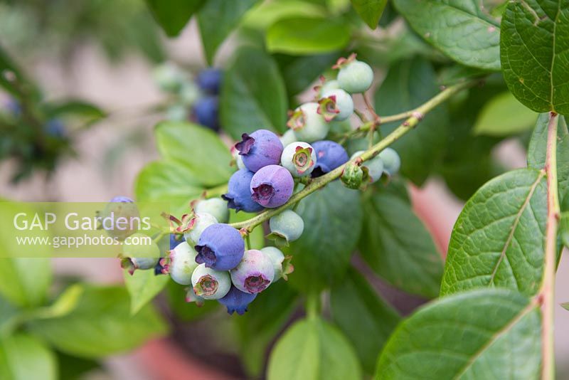 Vaccinium corymbosum - blueberry plant