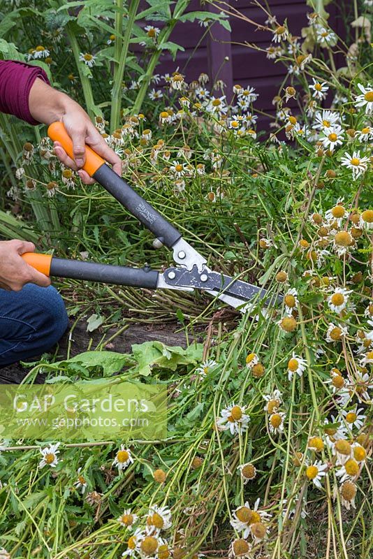 Clearing an obstructed garden path. Cutting back the spent Oxeye daisy to clear the path