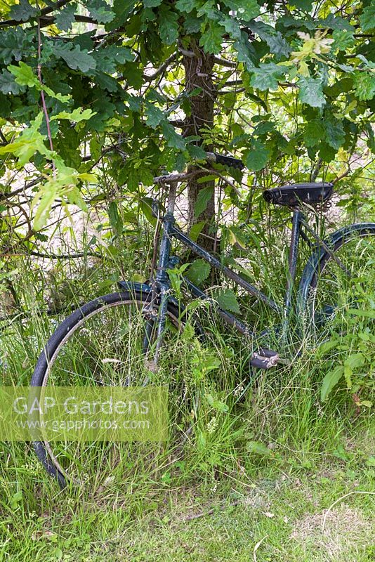 Vintage bicycle leant against an oak tree in an allotment plot, hidden in grass