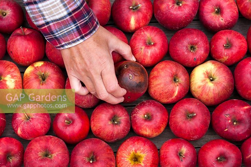 Stored apples with one rotten fruit that needs to be removed.