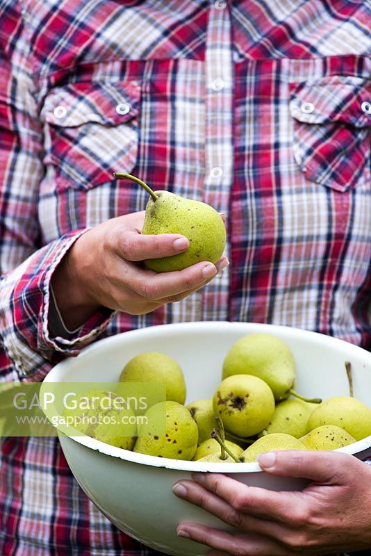 Woman with bowl of harvested pears.