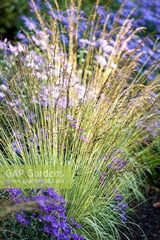 Variegated Purple Moor Grass, Molinia caerulea subspecies caerulea Variegata with Aster amellus Veilchenkonigin - Violet Queen.