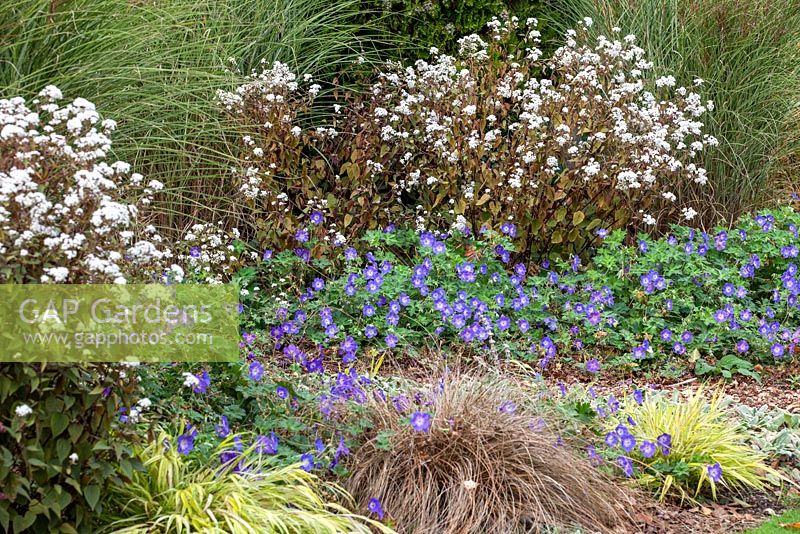 Autumn Perennial and Grass combination of Geranium Rozanne, Ageratina altissima 'Chocolate', Miscanthus sinensis Morning Light, Hakonechloa macra Alboaurea and Carex comans bronze-leaved at Foggy Bottom, Bressingham Gardens October.