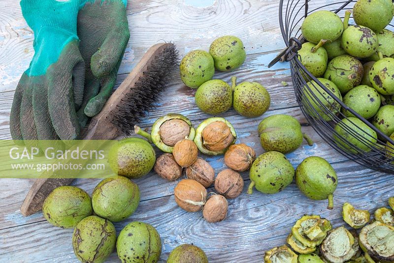 A collection of shelled English Walnuts - Juglans regia, ready to be cleaned with a wire brush