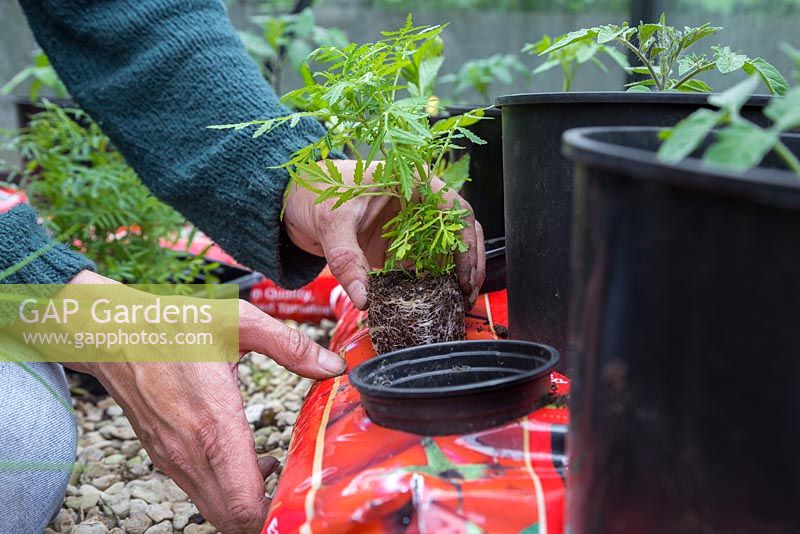 Adding companion plant Marigold 'Lemon Gem' - Tagetes tenuifolia to Tomato grow bag