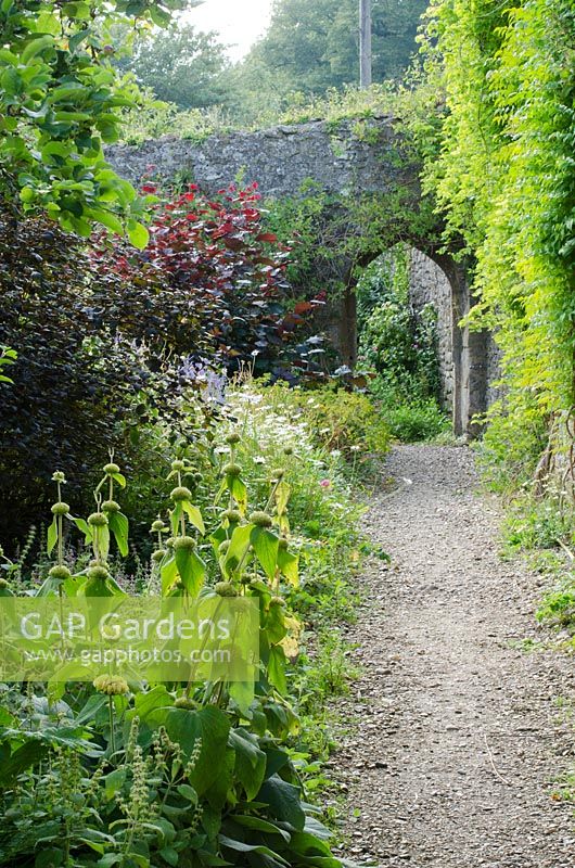 Path leading through wall to bottom cutting patch, with Phlomis russelliana in foreground and Corylus avellana 'Red Majestic' - Purple Corkscrew next to wall - The Walled Garden at Mells, Somerset
