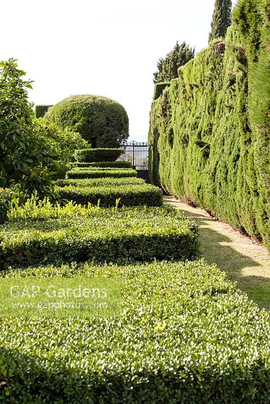 Avenue of Box and Cupressus sempervirens - Italian cypress or Mediterranean cypress to the side of the Water Parterre. Villa Gamberaia, Settignano, nr Florence, Tuscany, Italy. September.