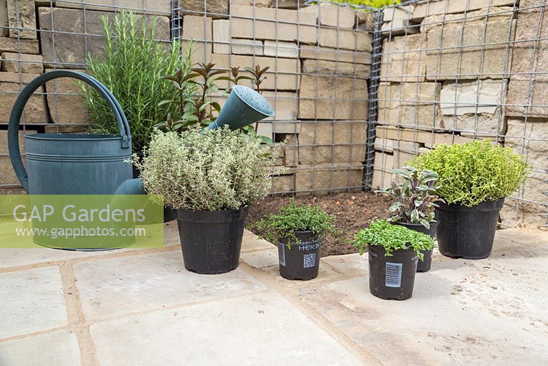 Plants required for creating a herb corner are Salvia officinalis 'Tricolor', Red Creeping Thyme, Chocolate Mint - Mentha x piperita 'Chocolate', Corsican Mint - Mentha requienii, Thymus vulgaris 'Silver Queen', Rosmarinus officinalis and Thymus x citriodorus 'Aureo'