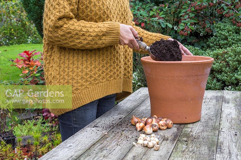 Covering bottom layer of Tulipa 'Synaeda Amor' bulbs with a fresh layer of compost