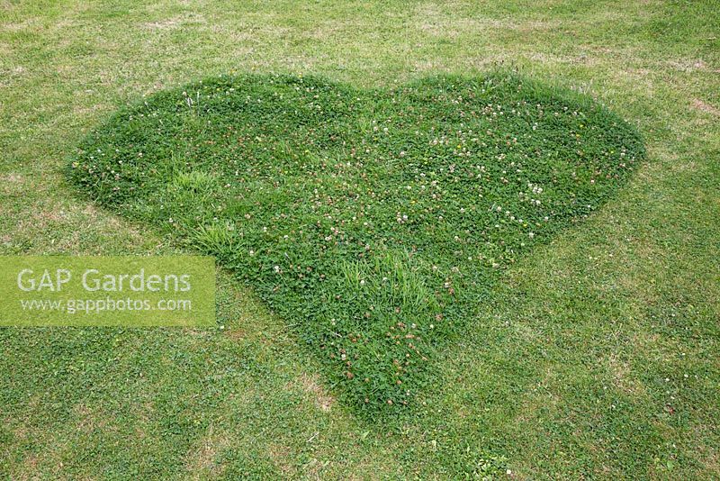 A heart shaped Clover mound left behind after mowing. This ensures insects and bees come back to your garden to visit the flowering Clover.