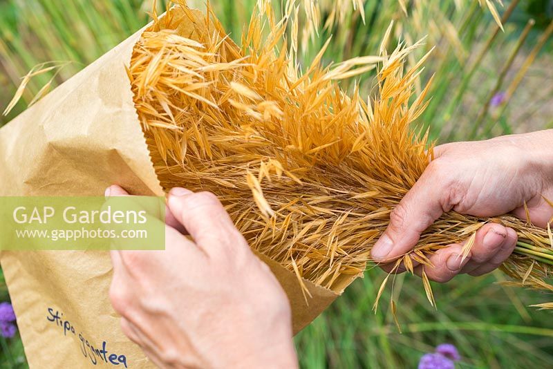 Collecting Stipa gigantea seeds. Storing a bunch of Stipa gigantea in a paper bag