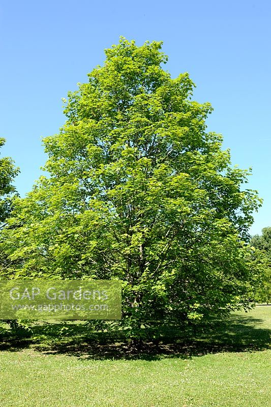 Acer pseudoplatanus - Sycamore Maple