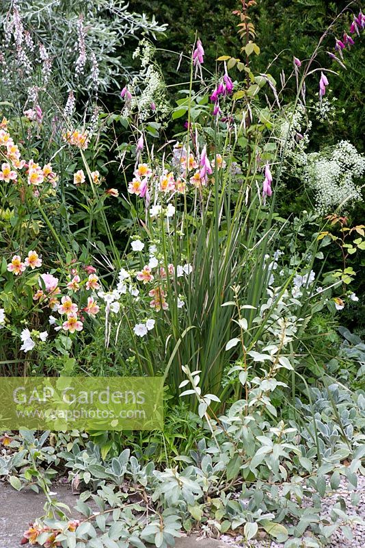 The Old Rectory, Kingston, Isle of Wight. Detail of border with Alstroemeria and Dierama