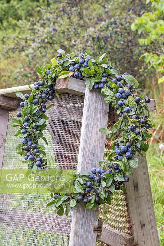 An autumnal Sloe berry - Prunus spinosa wreath hanging on wooden pallets