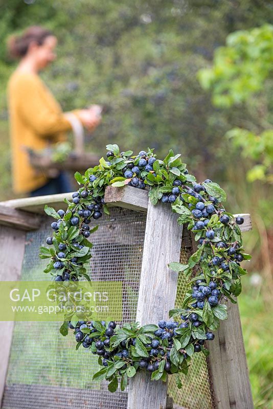 An autumnal Sloe berry - Prunus spinosa wreath hanging on wooden pallets, woman foraging in the background