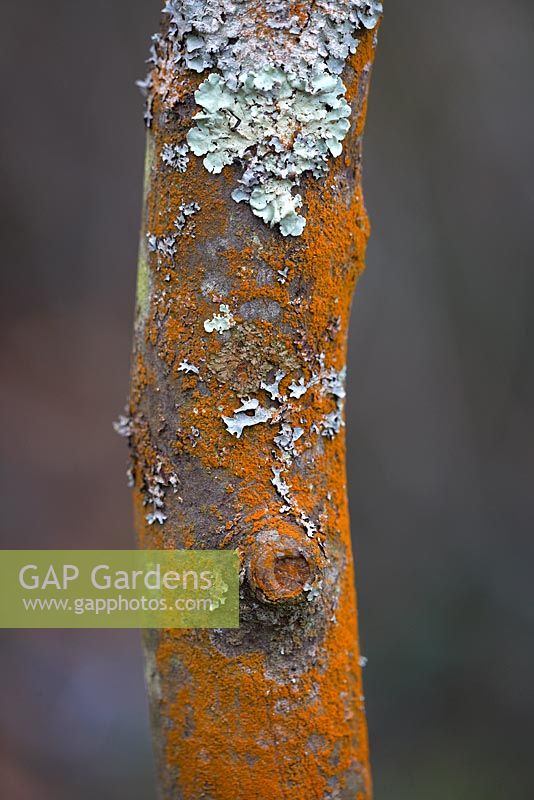 Amelanchier lamarckii bark with lichen.