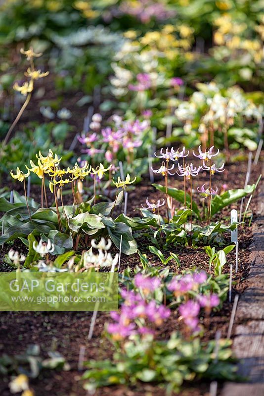 National collection of Erythronium in raised bed at R V Roger Ltd. near Pickering, Yorkshire.