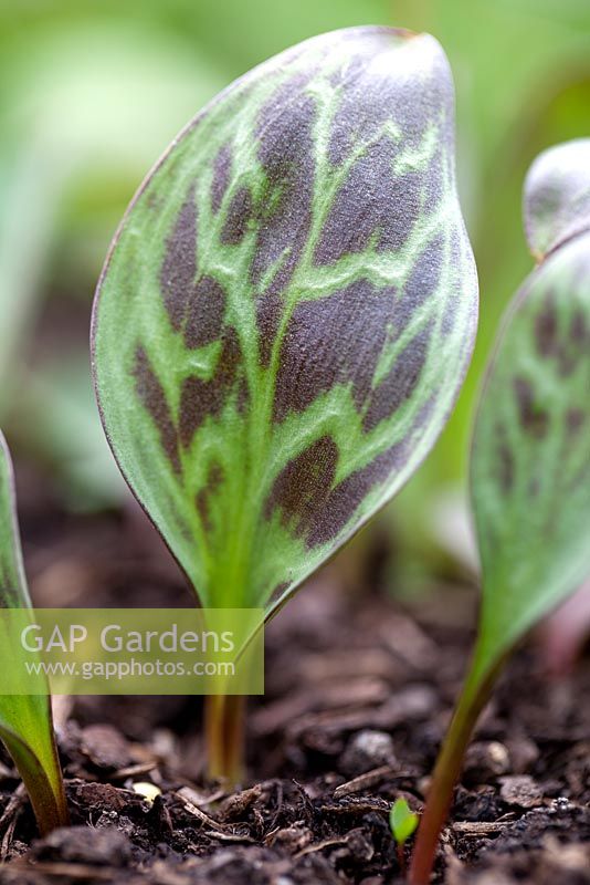 Erythronium dens-canis 'Moerheimii, Dog's Tooth Violet. Perennial, May. Portrait of marbled young foliage.