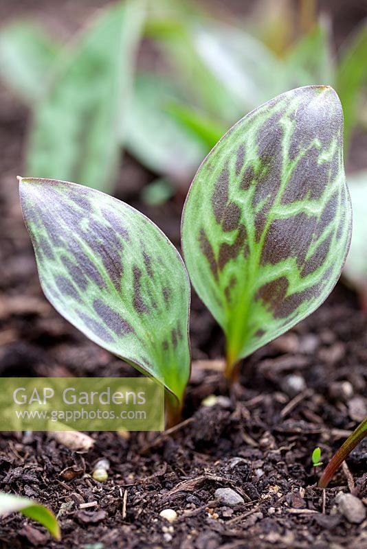 Erythronium dens-canis 'Moerheimii, Dog's Tooth Violet. Perennial, May. Portrait of marbled young foliage.