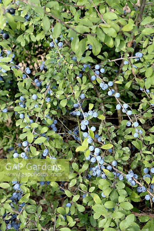 Prunus spinosa - Sloe Berries