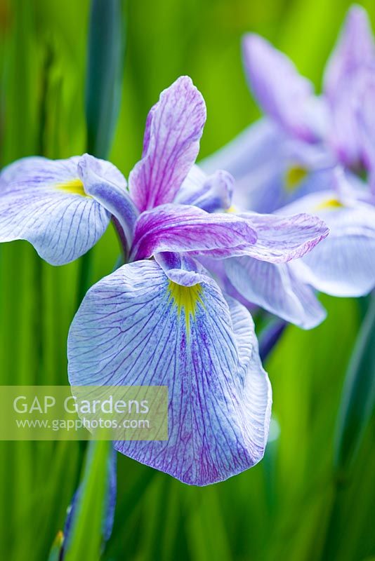 Iris ensata kozasa gawa, 1993 hirao. Marwood Hill, Devon: National collection of ensata iris 
