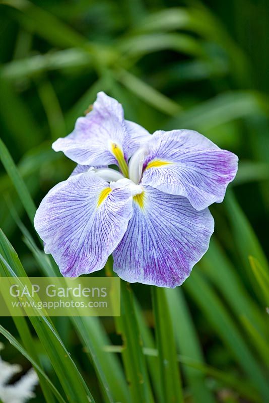 Iris ensata 'Isi No Nami' a tetraploid iris from the usa, violet with white. Marwood Hill, Devon: National collection of ensata iris 
