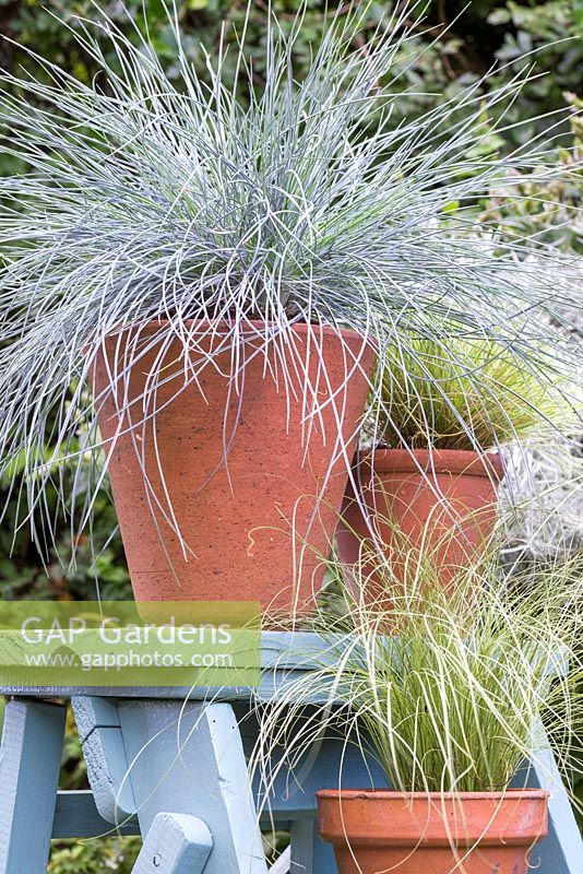 Festuca glauca 'Intense Blue', Carex comans 'Frosted Curls' and mixed grasses on blue ladder