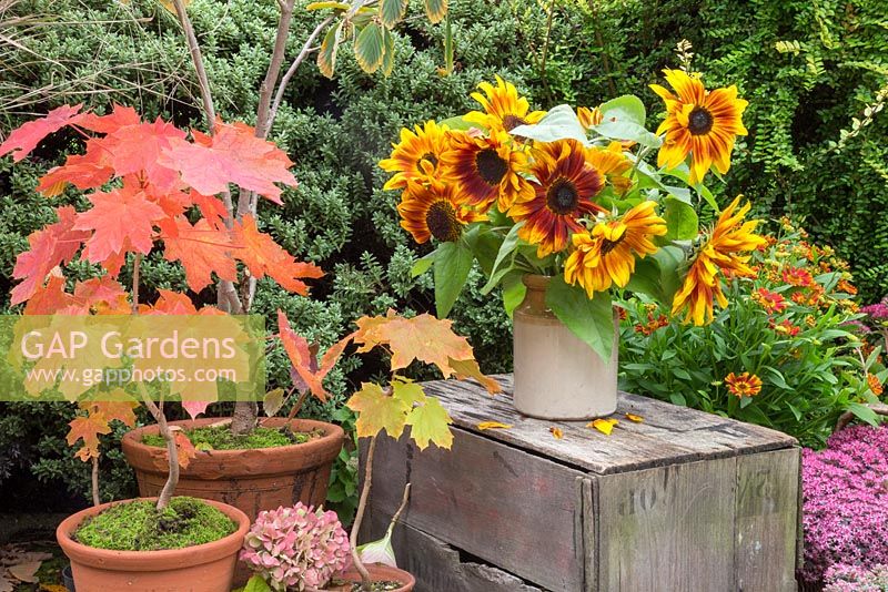 Autumnal display of Sunflowers in ceramic jug accompanied with potted Acer trees