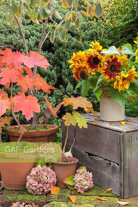 Autumnal display of Sunflowers in ceramic jug accompanied with potted Acer trees and Hydrangea flower heads