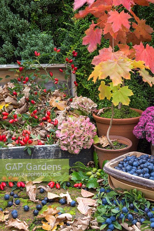Autumnal display of Rosehips, Hydrangea flower heads, wild Crab Apples, miniature Acer trees and Sloe berries