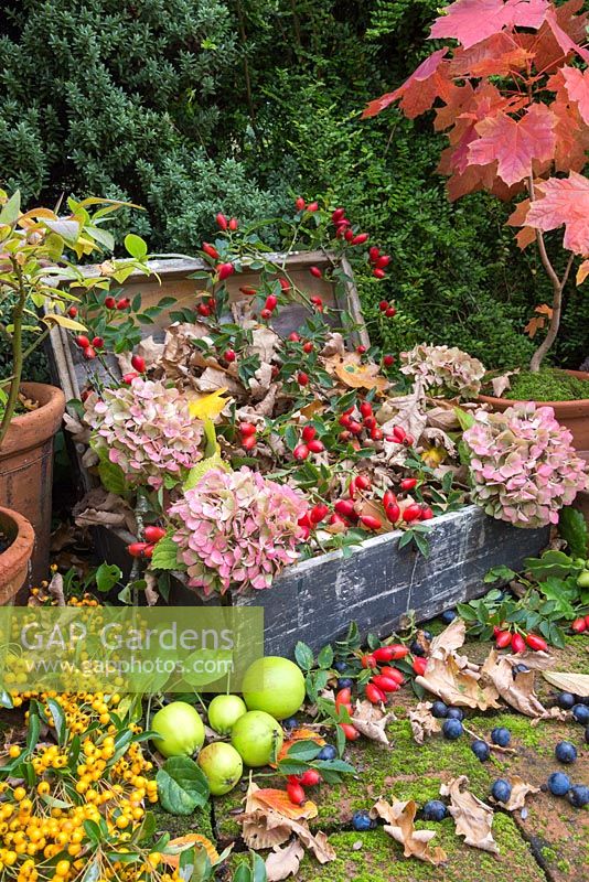 Autumnal display of Rosehips, Hydrangea flower heads, wild Crab Apples, Pyracantha, miniature Acer trees and Sloe berries