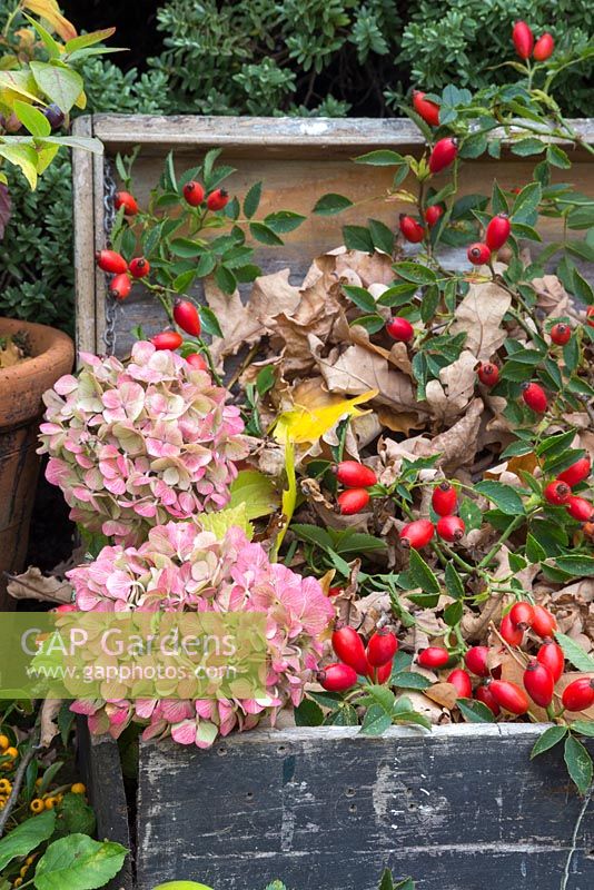 Autumnal display of Rose hips, Hydrangea flowers heads and English Oak leaves