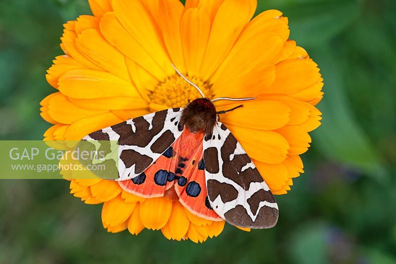 Arctia caja - Garden tiger moth on Calendula flower
